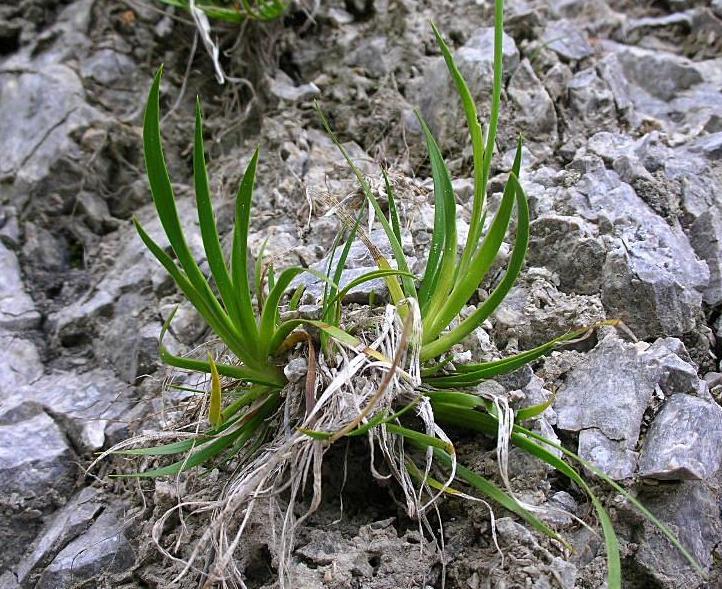 Tofieldia calyculata / Tajola comune